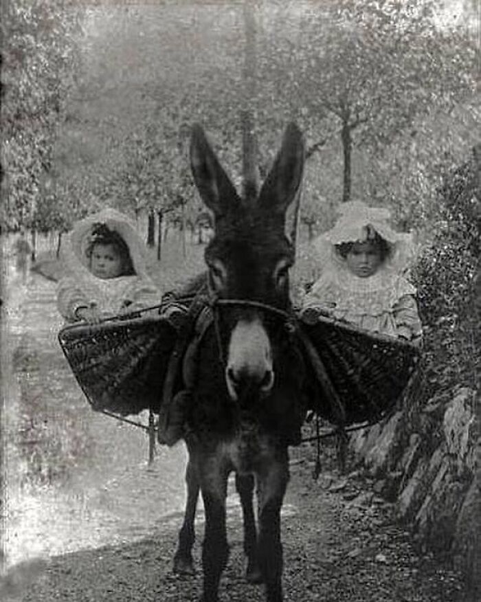 Special Donkey Transport For Two Victorian Babies . Unknown Location And Photographer. Circa Late 1890s To 1900s