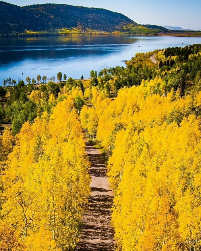 Pando Aspen Grove, Utah