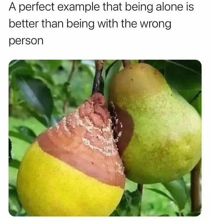 Two pears on a tree, one rotten and one healthy, illustrating a humorous meme concept.