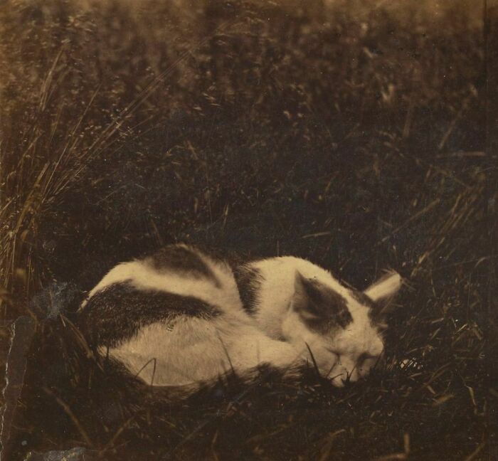 Retrato de un gato titulado “Pussy”, fotografiado por Edward, Henry T. Anthony y compañía entre 1869 y 1875