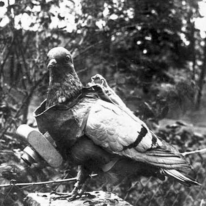 C. 1910s. Carrier Pigeons Wearing Miniature Camera, Invented By German Inventor Julius Neubronner, And Aerial Photographs Captured By These Pigeon Cameras