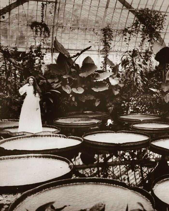 1895: Angie Means Stands On A Giant Amazonian Water Lily Pad, Victoria Regia, In The Phipps Conservatory’s Victoria Room, Pittsburgh, USA