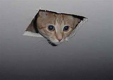 Ceiling-cat-63e132a15a6b7.jpg