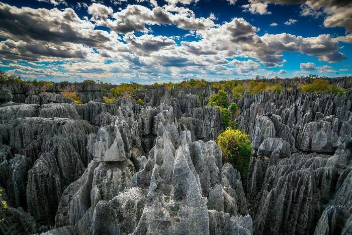 Forest Of Kniʋes, Madagascar