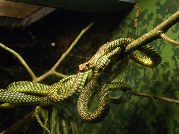 Two green snakes on a branch 