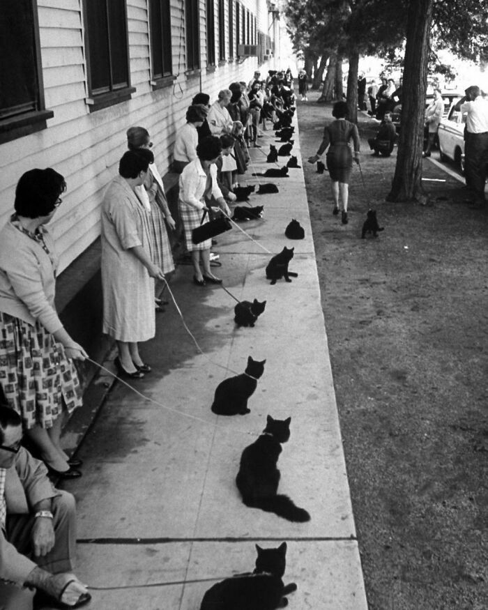 1961. Audition For A Black Cat Role In A Low-Budget Hollywood Horror Movie