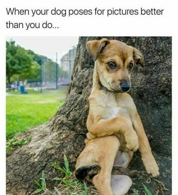 Funny-Dogs-Memes-Dogspix