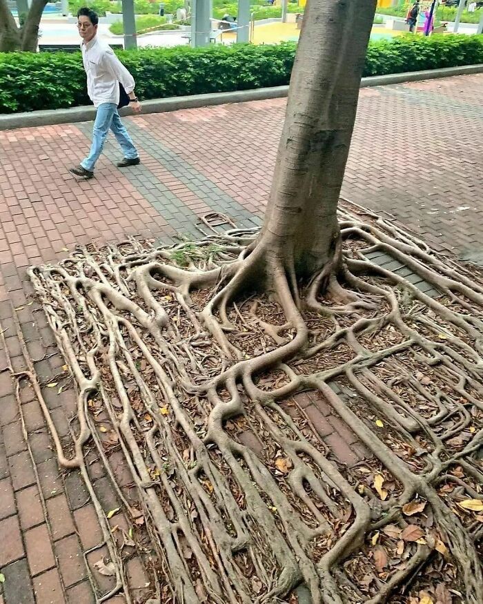 Raíces del árbol Banyan en Hong Kong
