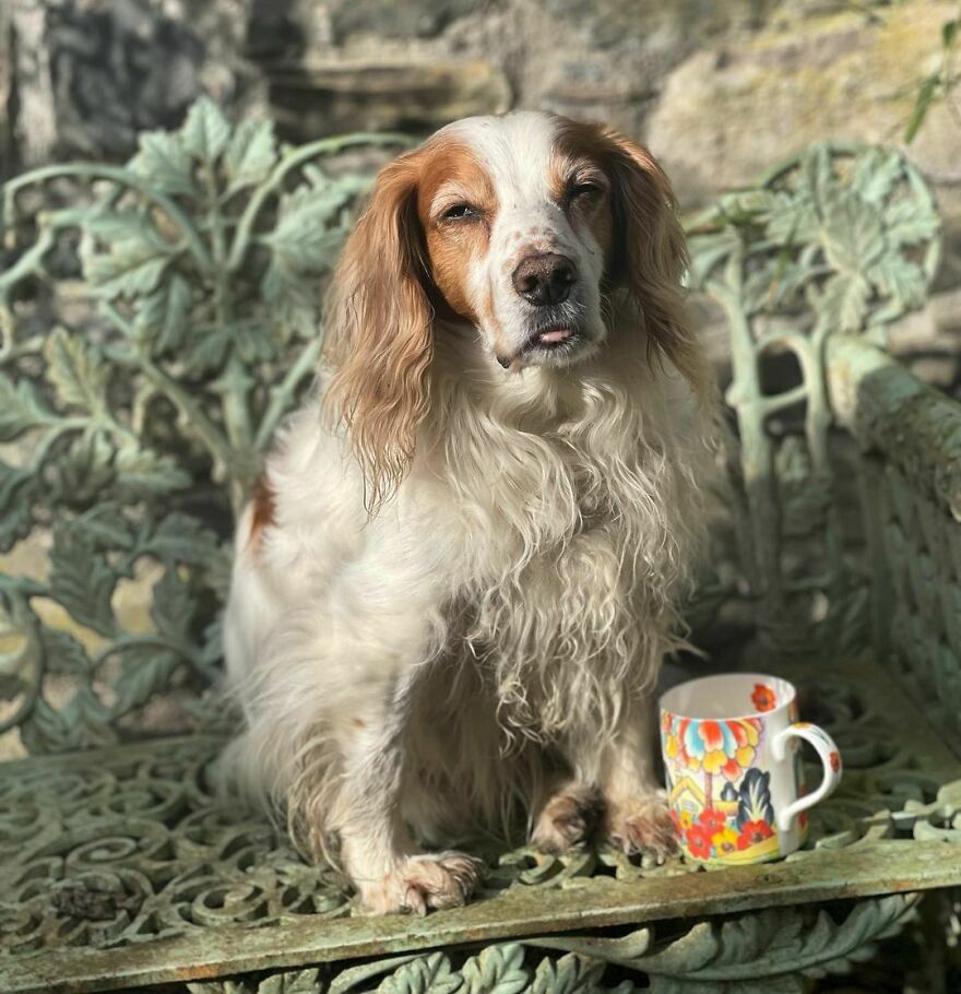 Cute Old Spaniel