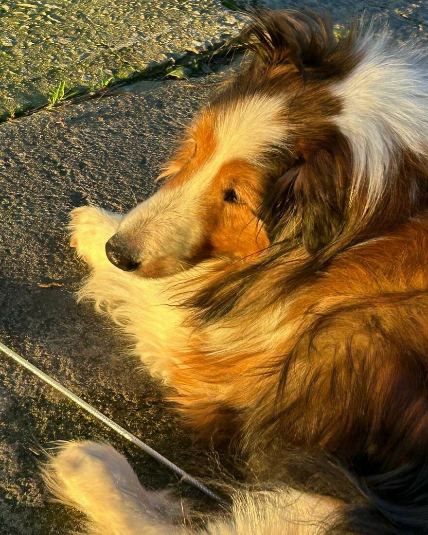 a dog lying on the ground and looking on the sunset