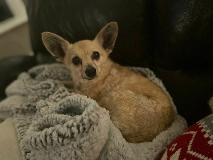 a dog with a big ears lying on the blanket