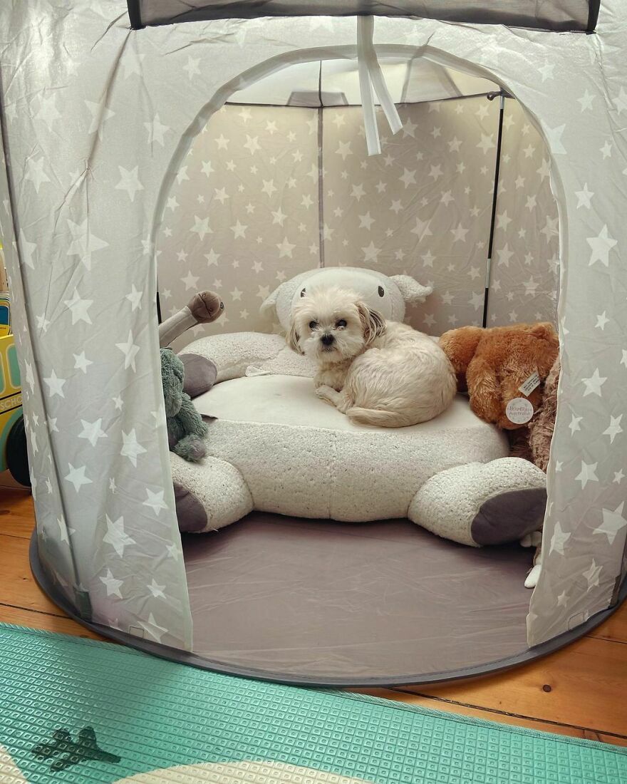 When His Human Brother Gets A Play Tent… Lucky Really Liked It Though