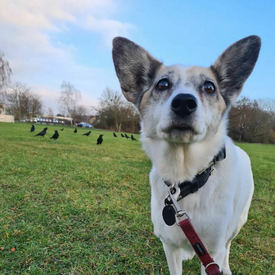 Dwarf Nose Maja Was In The Big Park With Us Today And Got To Know Our Black Feathered Entourage