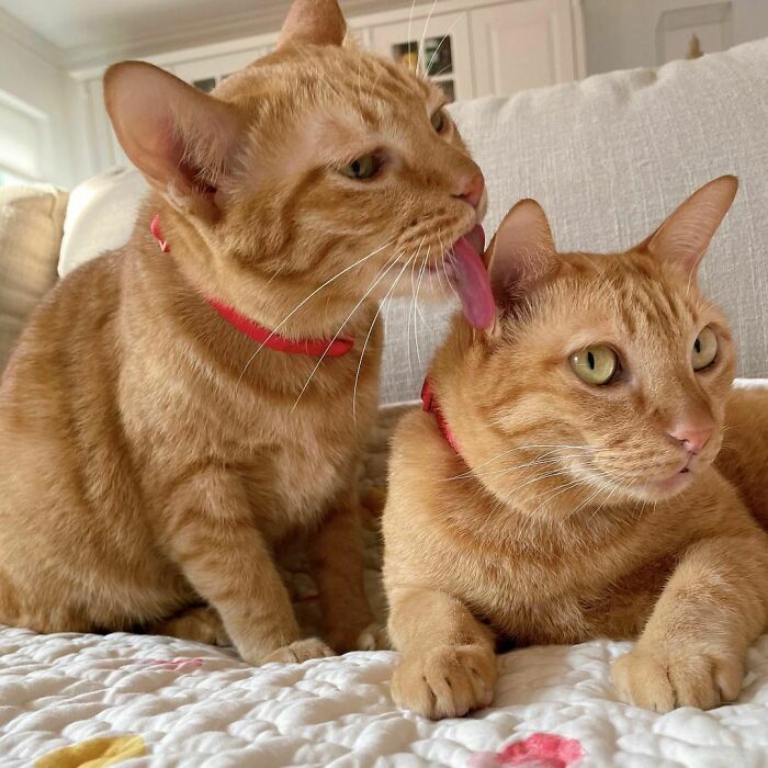Pi Som & Phad Som The Orange Cats