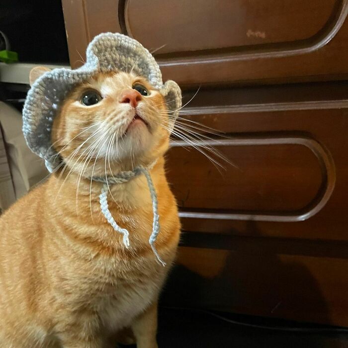 Wearing A Hat For A Snack