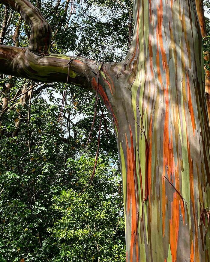 Rainbow Eucalyptus
