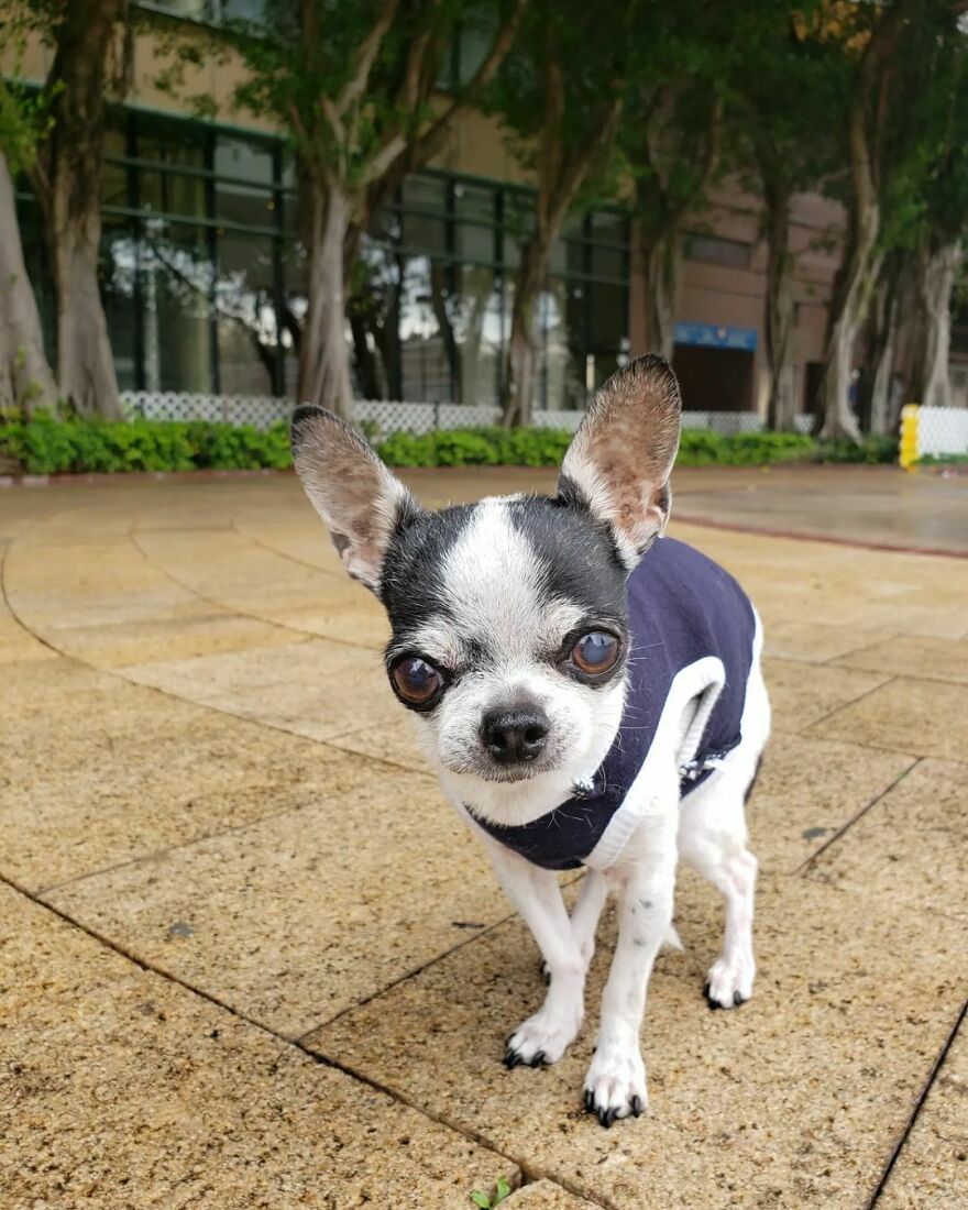 Cute Old Chihuahua