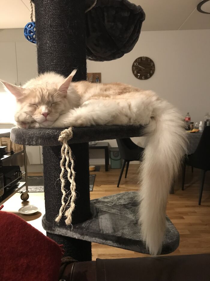 Sir Flexington , Sleeping Like A King