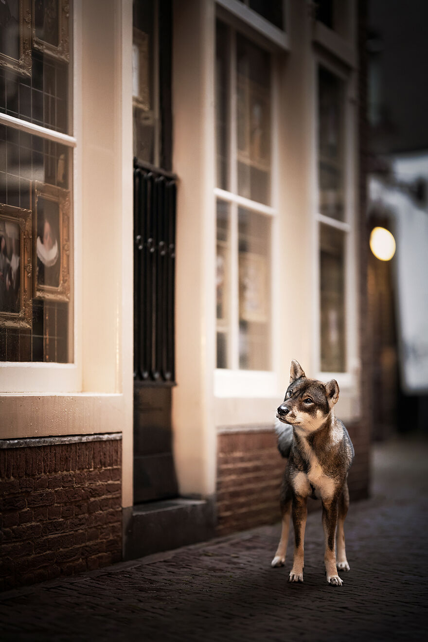 Dutch Dogs Posing In The Netherlands