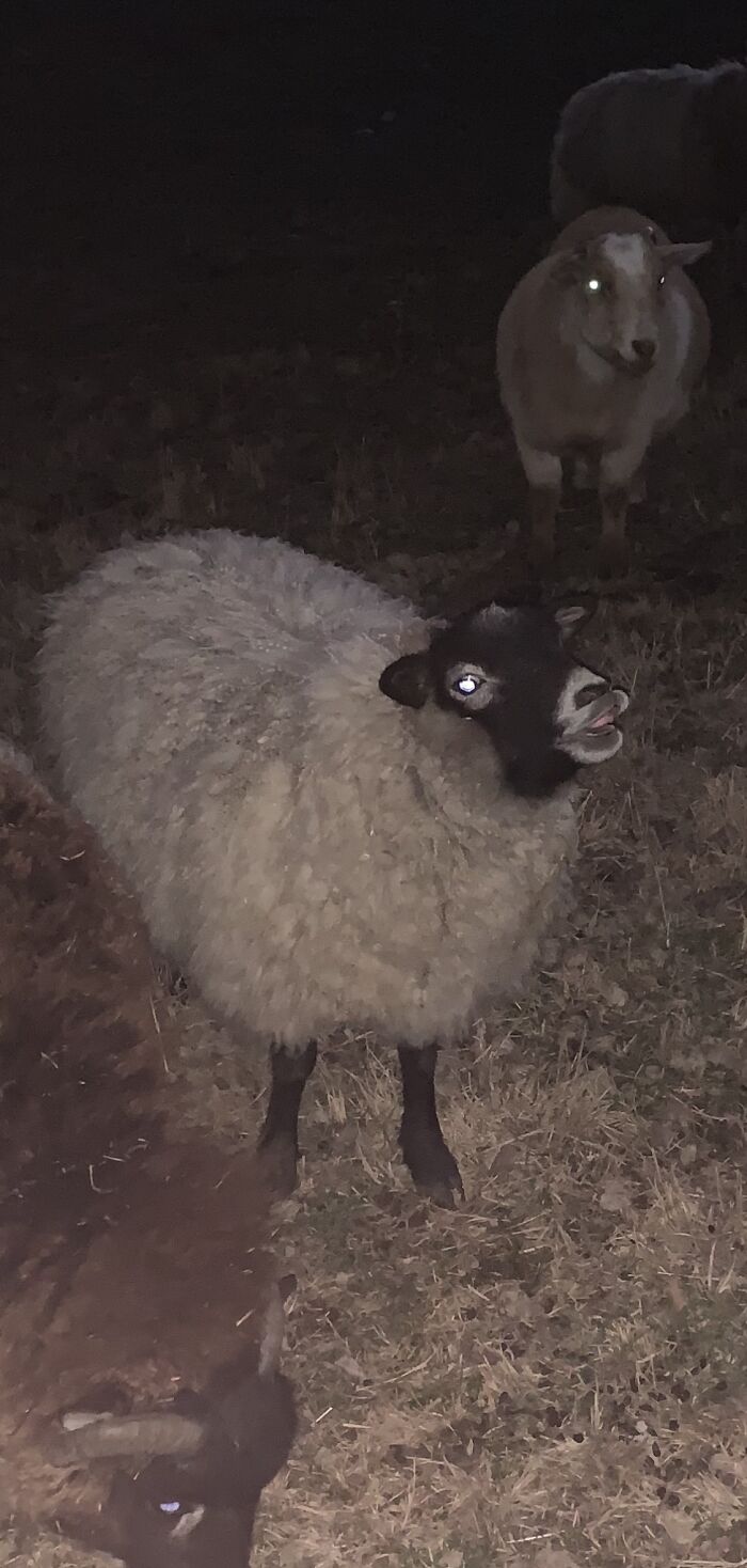 My Sheep Cheyenne Being A Goober