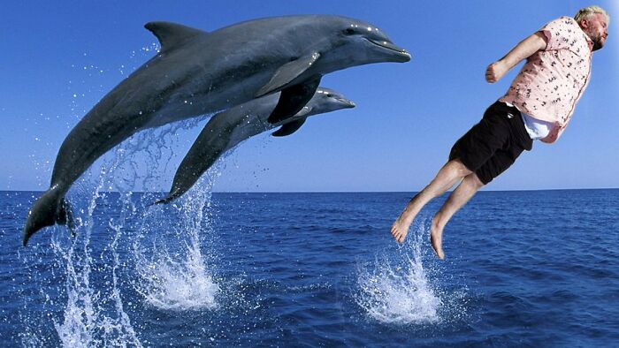 Swimming With The Dolphins. Very Realistic