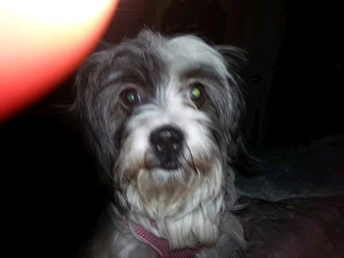 Sick Frightened Street Dog To Smiling Bundle Of Joy