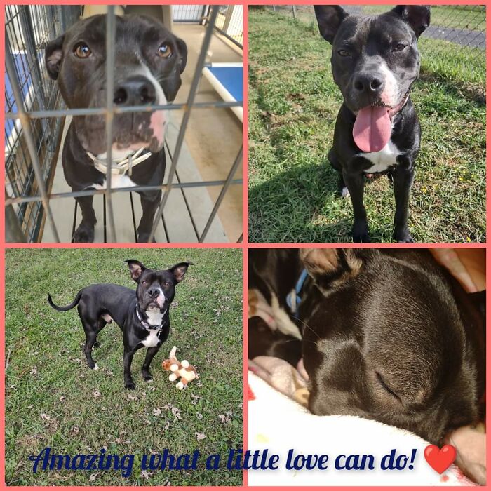 Freddy's Shelter Photo Versus His First Three Months With Us!