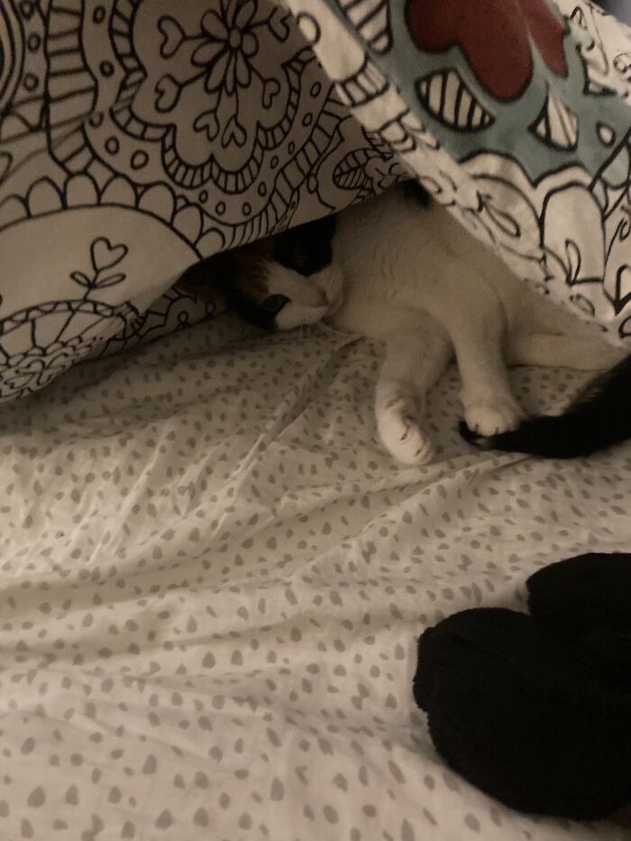She Was Under My Covers, Chasing Her Tail And Hadn’t Realized That She Had Somehow Gotten Lost Under There