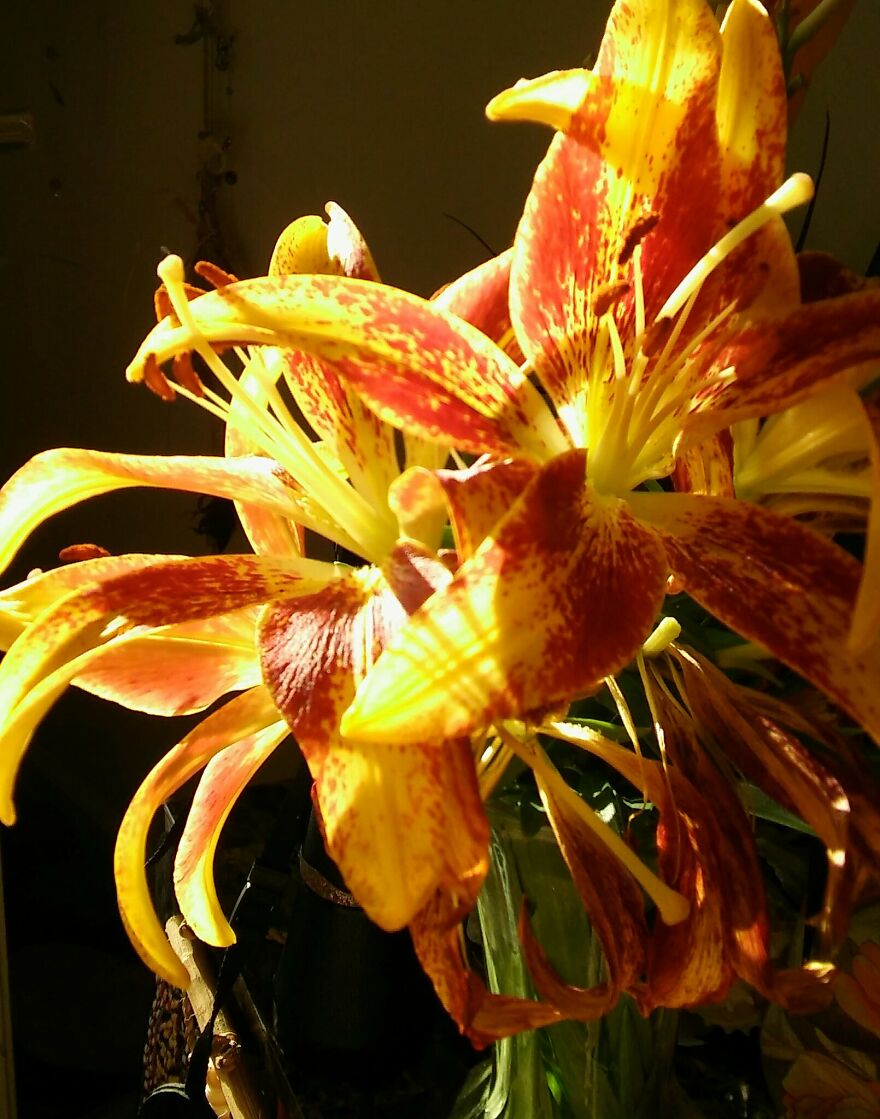 Tiger Lilies From My Grandmother's Garden !