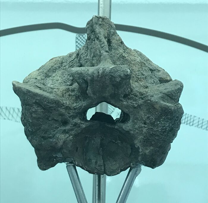 Titanoboa fossilized snake under a glass 