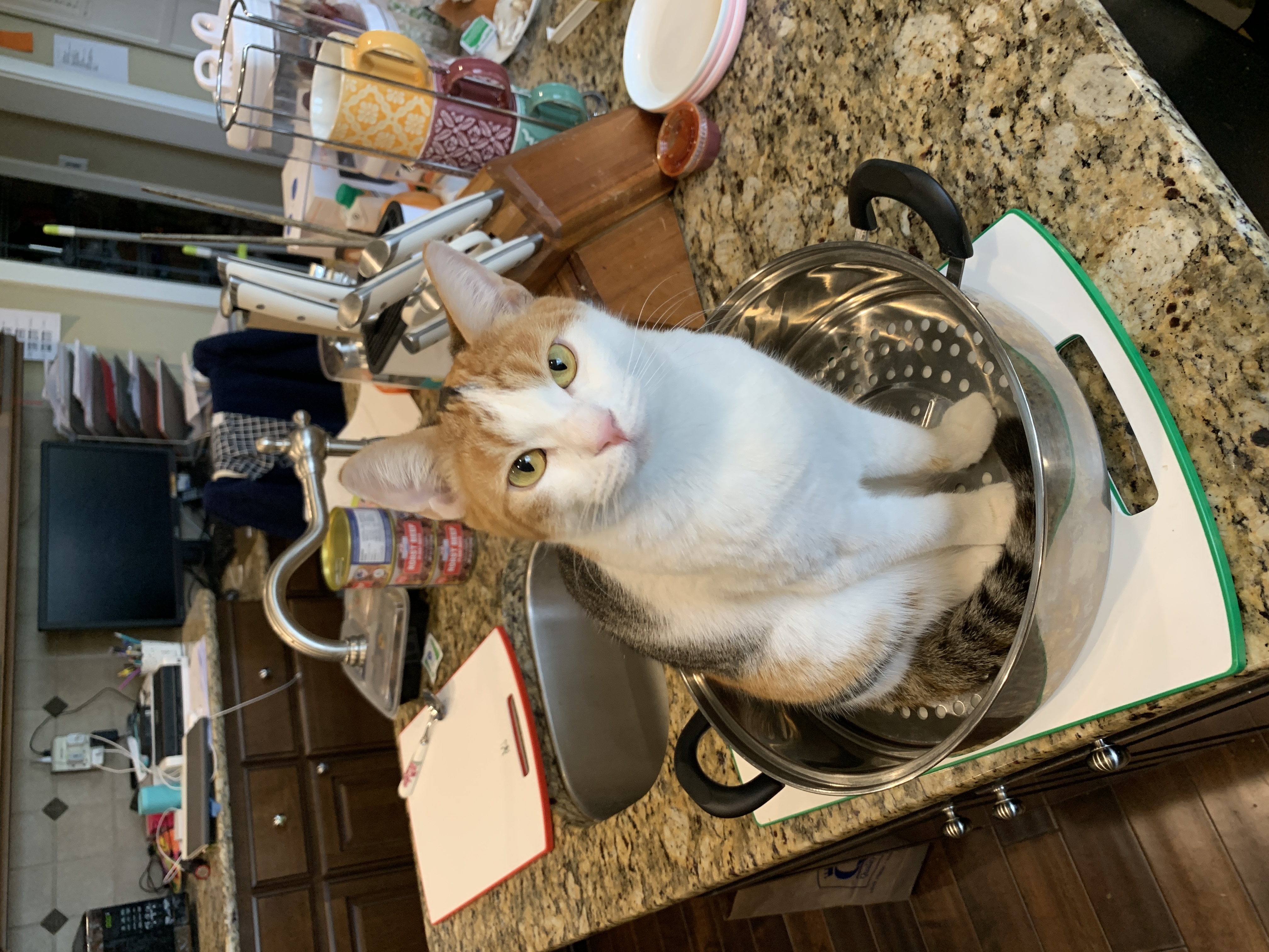 Hey Pandas, Post A Pic Of Your Weird Cats