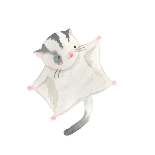 My Watercolor Sugar Glider
