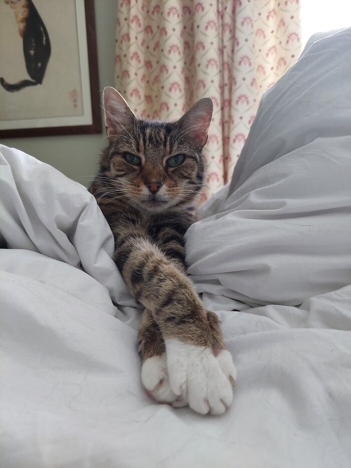 Sorry If This Makes A Trend, But Humphrey Is By Far The Coolest Thing In My Home