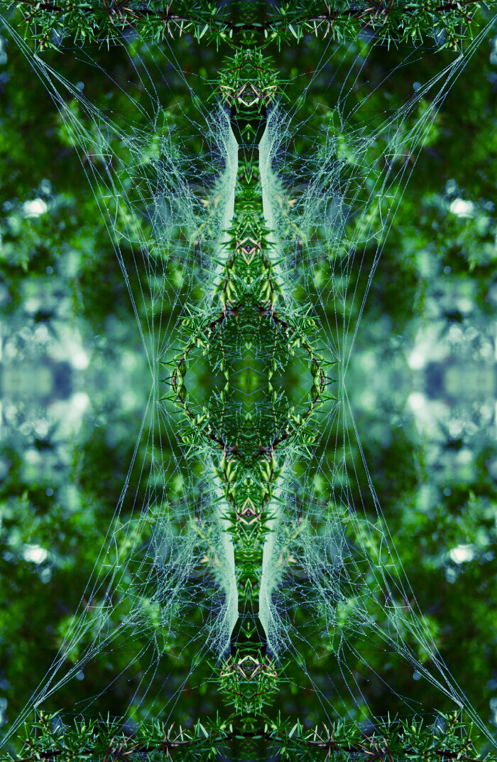 Spider Totem - The Weavers Craft, Eight Eyes Better Than 20/20 Vision?