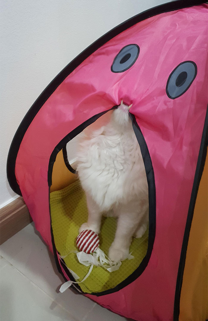 I Found Concerning Images While Browsing The Internet