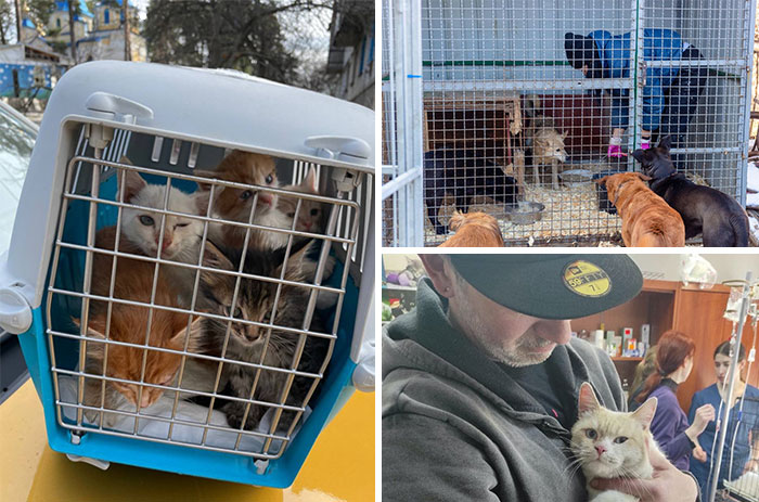 These People In Ukraine Have Dedicated Their Lives To Helping Unfortunate  Animals All Across Their Country | Bored Panda