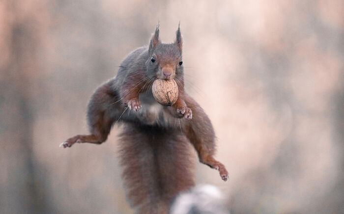 I Photograph Red Squirrels With Special Gymnastic Abilities And These Are My Best Shots