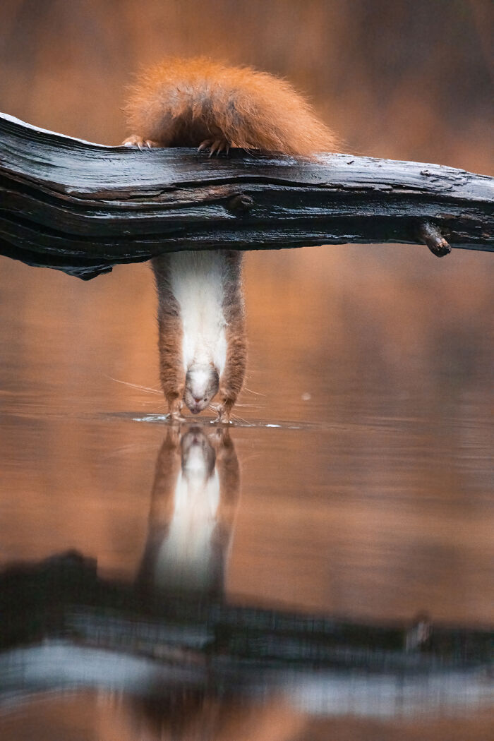 I Photograph Red Squirrels With Special Gymnastic Abilities And These Are My Best Shots