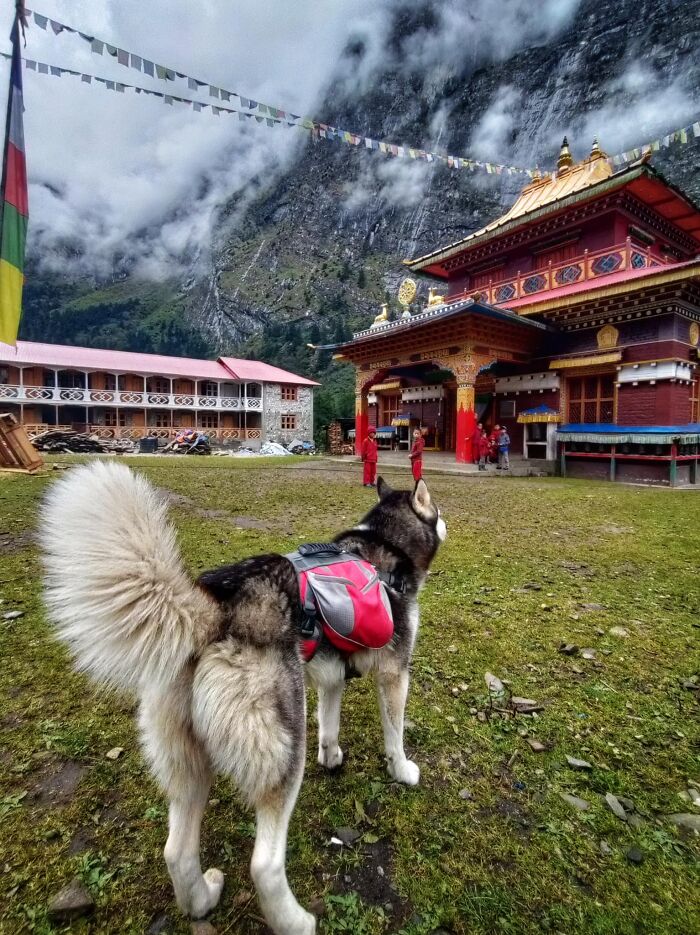 I hiked the Manaslu circuit in Nepal for 18 days with my dog