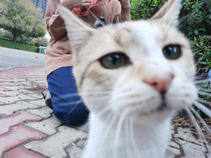 This Cat Was Really Friendly With Me And Obsessed With My Camera