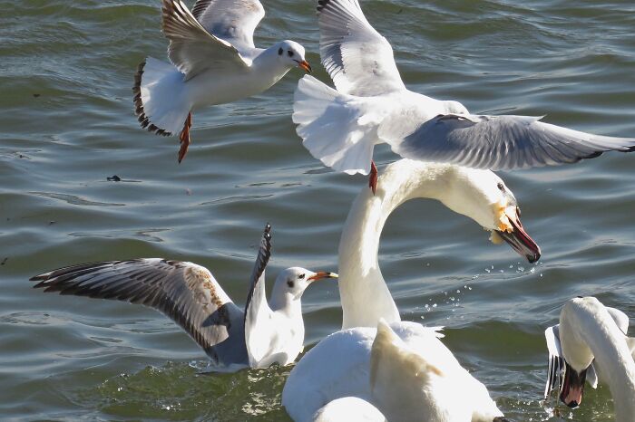 Maybe Not The Best, But I'm Happy That The Birds In Flight Are Finally Sharp In The Picture