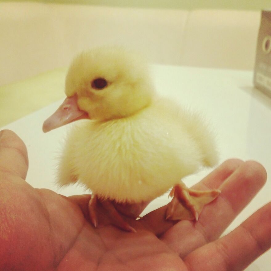 How I Met My Baby Duck!