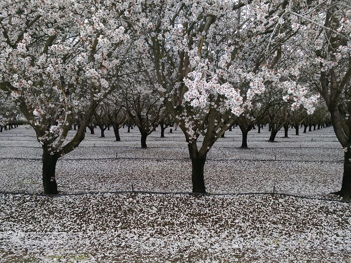 The Trees Are Still Full Of Blooms While The Fallen Petals Look Like Snow On The Ground