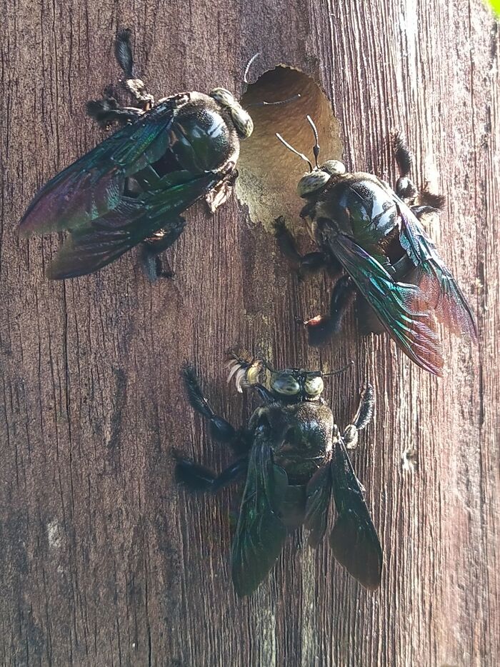 Some Woodbees Staring Down A Hole