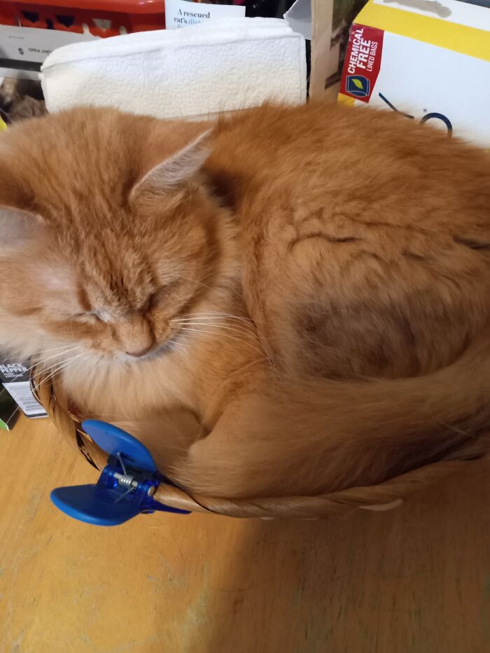 Gracie Mae West. Runt Of Her Litter, Boss Of The House