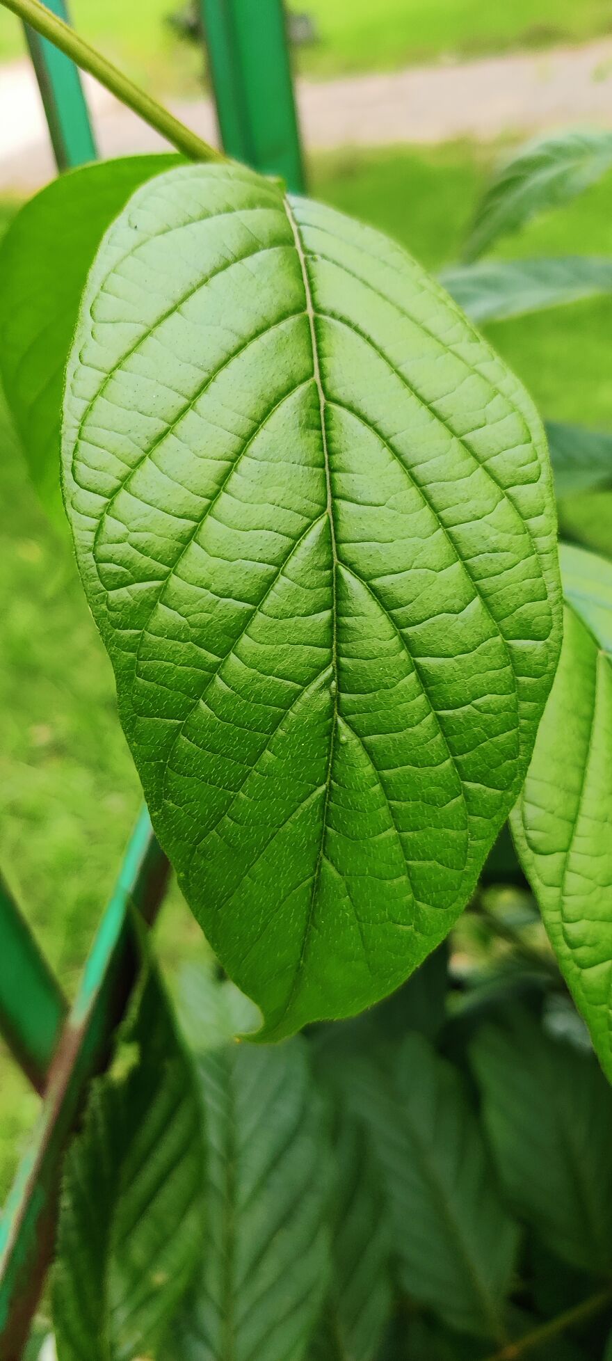 Palm Readers Read The Leaves