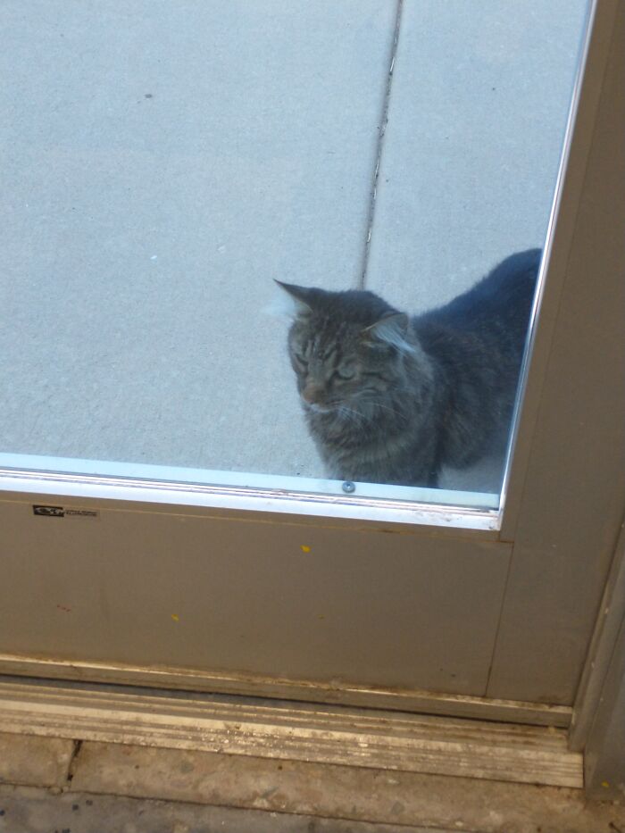 Meet The Stray That Visits My High School Art Room. The Room Has A Glass Door Emergency Exit, So He Says Hi Through That