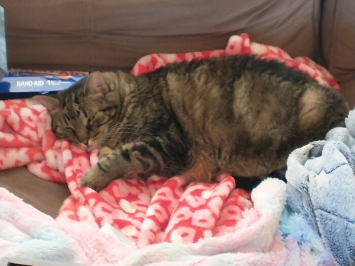 She's More Chonk Than Fluffy, But Here's Bella