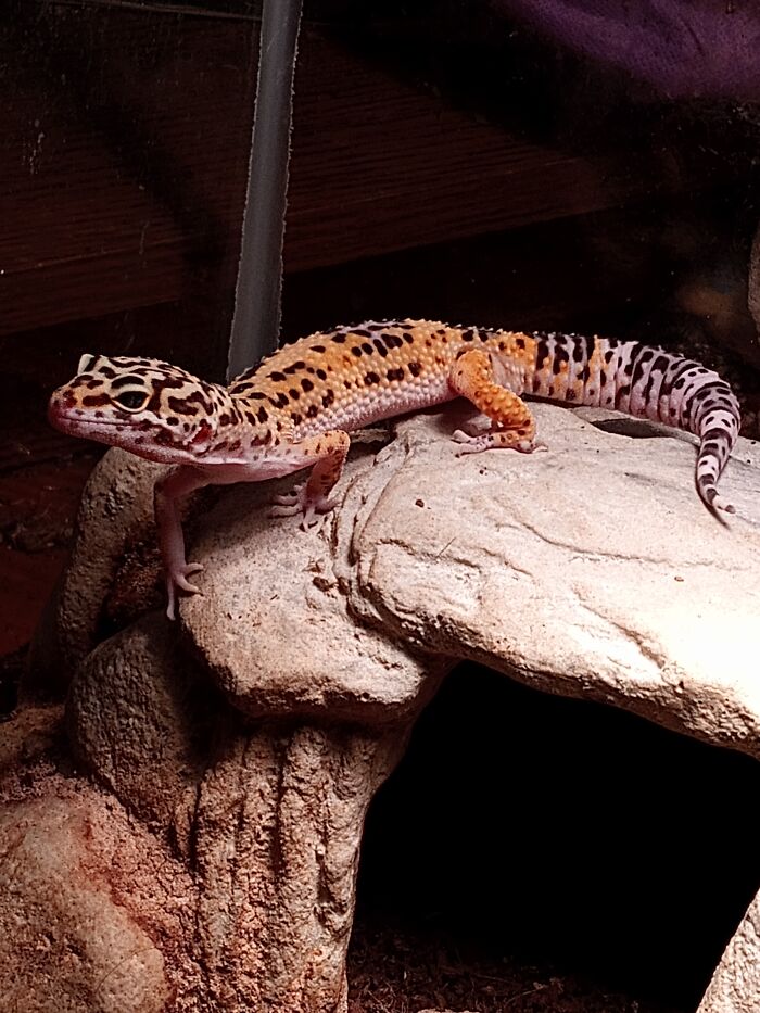 Eragon The Gecko King