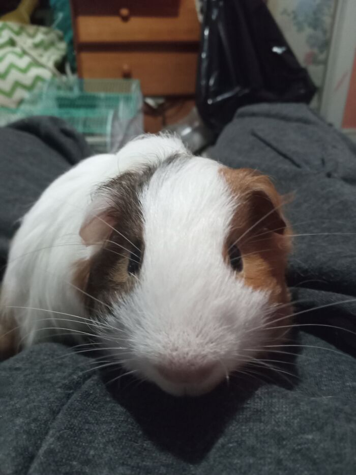 This Is Harry He Is The Sweetest Lil Ball Of Fluff Ever